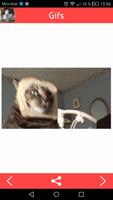 Cats Gifs ภาพหน้าจอ 2