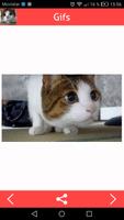 Cats Gifs 스크린샷 3