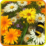 Полевые цветы 3D