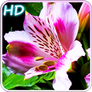 Blooming Flowers APK