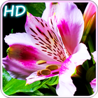 Blooming Flowers icon