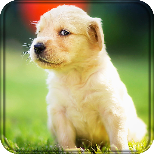 Cute Animals Live Wallpaper