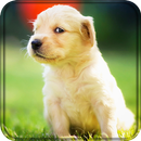 Cute Animals Live Wallpaper APK