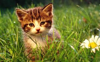Cute Baby Cat Poster
