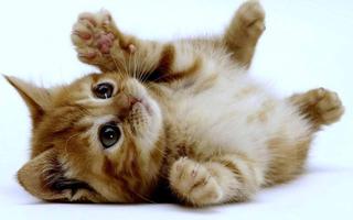 Cute Baby Cat Ekran Görüntüsü 1