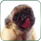 Icona schermo lecca cane