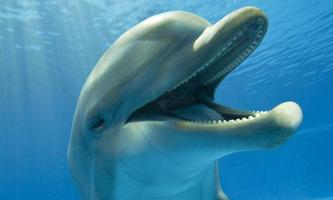 golfinhos Live Wallpaper imagem de tela 3