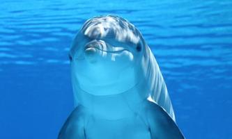 Dolphins Live Wallpaper اسکرین شاٹ 1