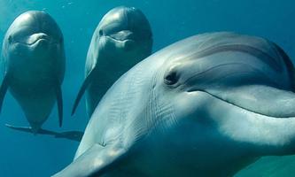 Dolphins Live Wallpaper اسکرین شاٹ 2