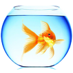 Goldfish hình nền sống