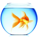 Goldfish Live Wallpaper APK