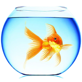 آیکون‌ Goldfish Live Wallpaper