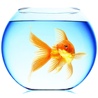 Goldfish Live Wallpaper icono