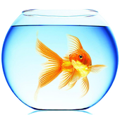 Goldfish Live Wallpaper icon