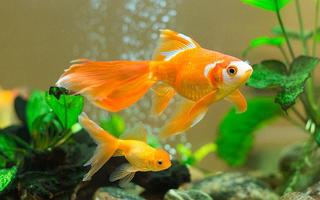 Goldfish hình nền sống ảnh chụp màn hình 1