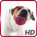 小狗舔屏幕 - 有趣，免费，高清版本 APK