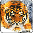 Tiger Live Wallpaper simgesi