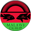 Malawi Cichlid