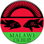 Malawi Cichlid
