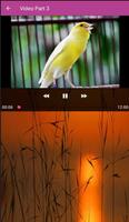 Video Burung Kenari capture d'écran 2