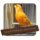 Mp3 Burung Kenari Master APK