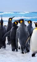 Penguins Puzzles capture d'écran 1