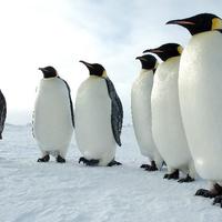 Penguins Puzzles capture d'écran 3