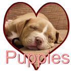 Puppy Love icône