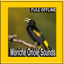 Bird Moriche Oriole Sounds APK