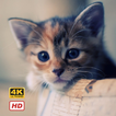 Cat Wallpapers HD 4K