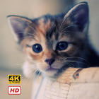 Cat Wallpapers HD 4K icône