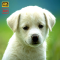 Dog Wallpapers HD 4K