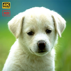 Dog Wallpapers HD 4K आइकन