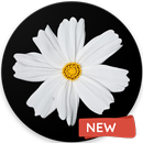 WHITE Wallpapers 4K ( WHITE HD Backgrounds ) APK