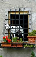 2 Schermata Cute Dogs Puzzle