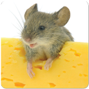 Mouse Cat Game APK