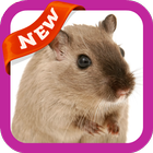 Mouse Wallpaper आइकन