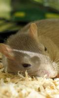 Mouse Wallpaper स्क्रीनशॉट 3