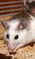 Mouse Wallpaper स्क्रीनशॉट 1