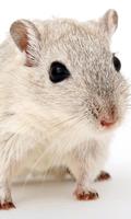 Mouse Wallpaper स्क्रीनशॉट 2