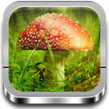 Wallpapers de Hongos