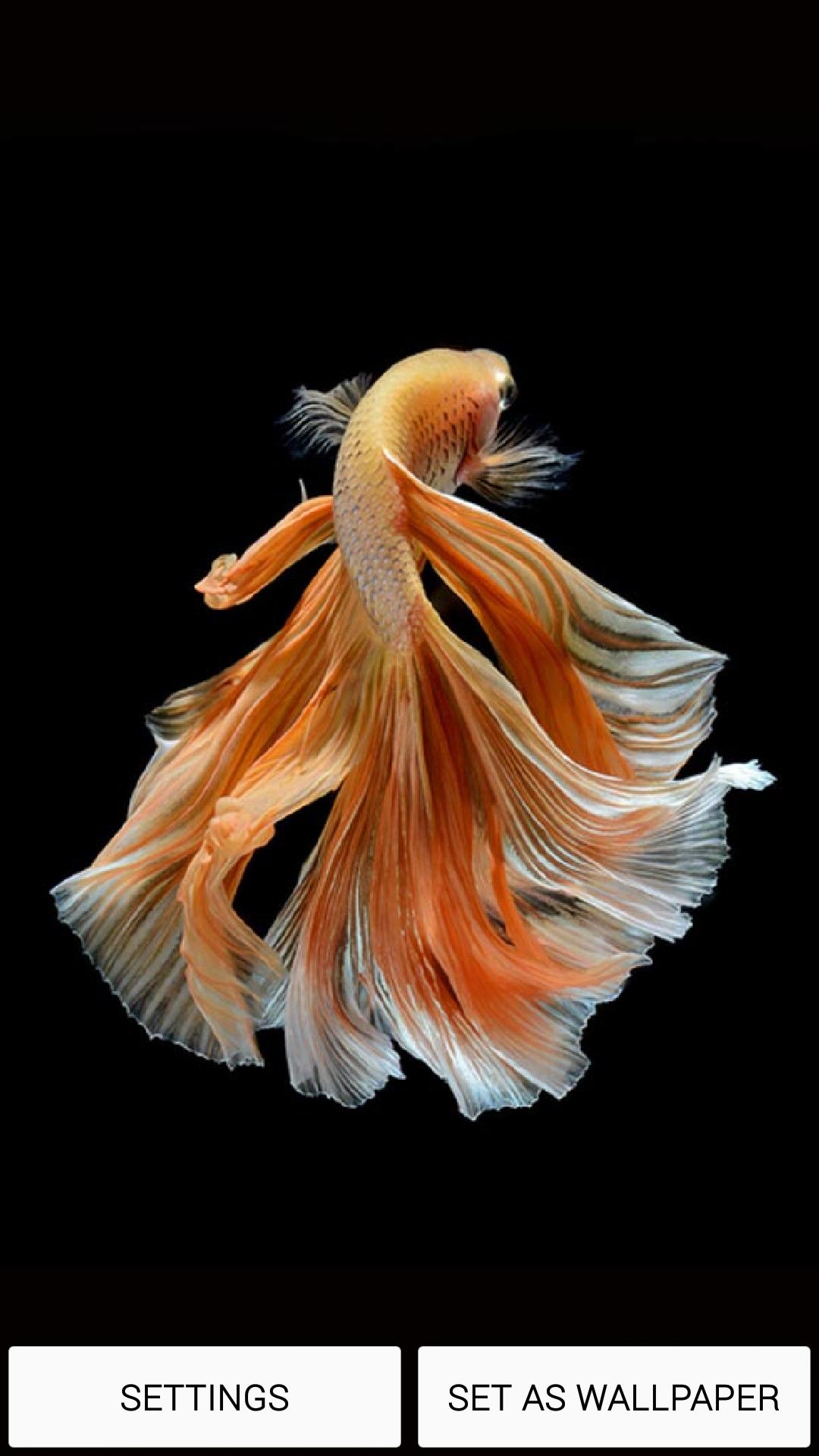 Tải xuống APK Betta Fish 6S Live Wallpaper cho Android Tải xuống APK Betta Fish 6S Live Wallpaper cho Android