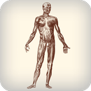 Daily Amazing Human Body Facts OFFLINE APK
