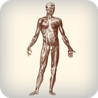 Daily Amazing Human Body Facts OFFLINE icon