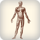 APK Daily Amazing Human Body Facts OFFLINE