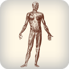 Daily Amazing Human Body Facts OFFLINE آئیکن