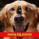 moving dog pictures ideas APK