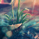 moving wallpaper rain APK