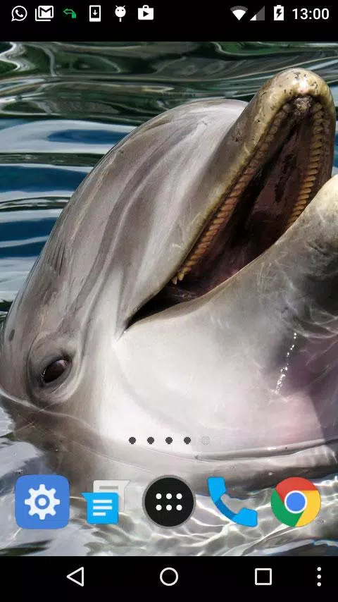 Descarga de APK de Delfines en movimiento lwp para Android Descarga de APK de Delfines en movimiento lwp para Android