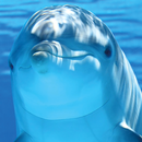 moving dolphins wallpaper APK